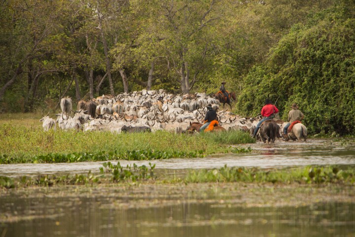 Pantanal - Photo by 